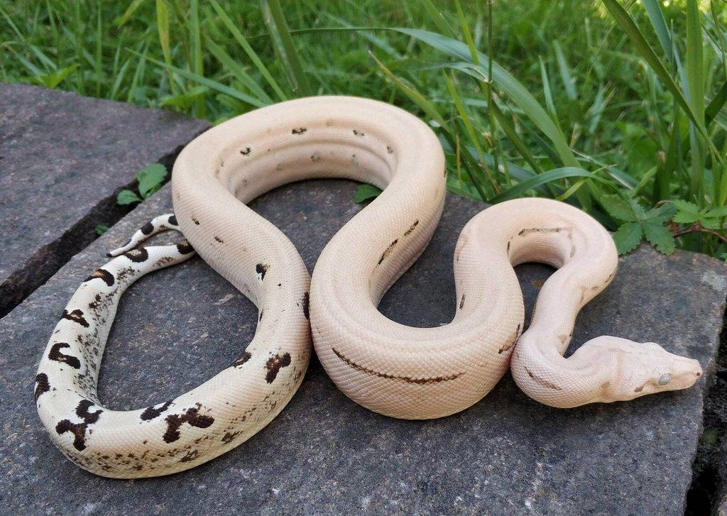 Boa imperator - Scoria Paradigm, IMG Arctic, IMG Paradigm