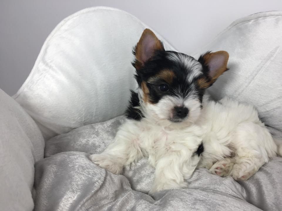 Biewer Jorkšírský teriér bez PP