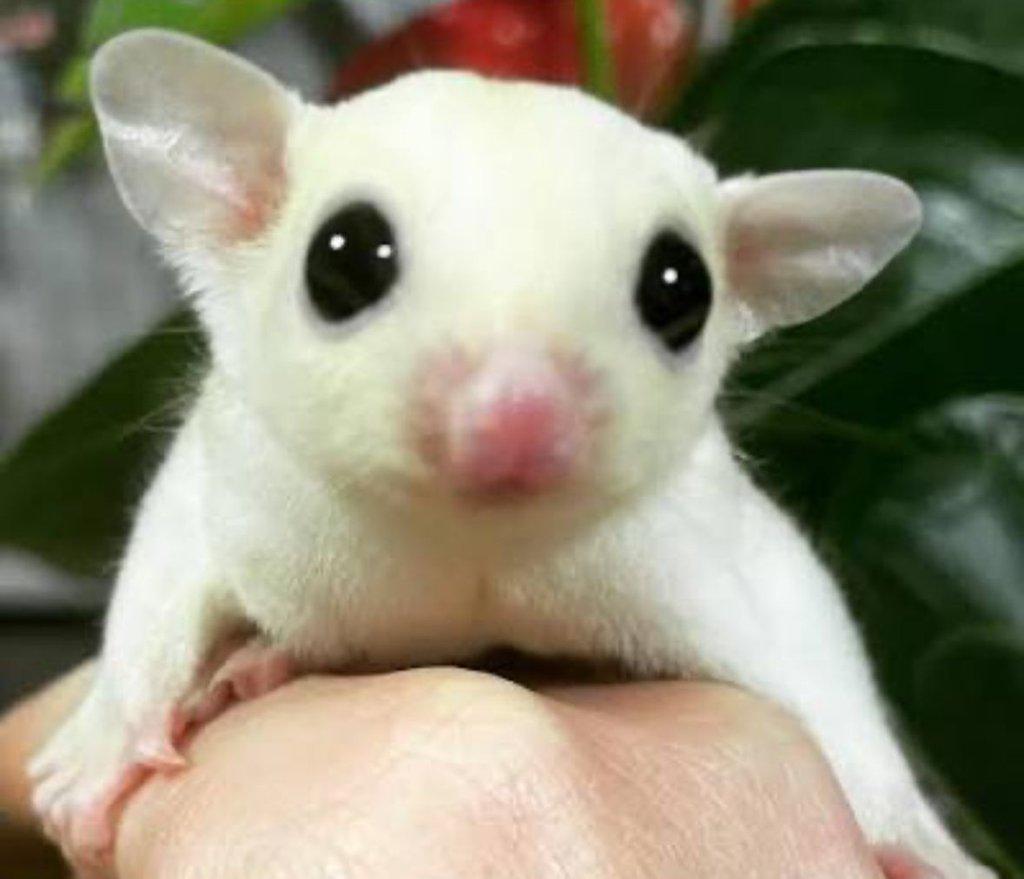 Predám vakoveveričky ancestrali-biele