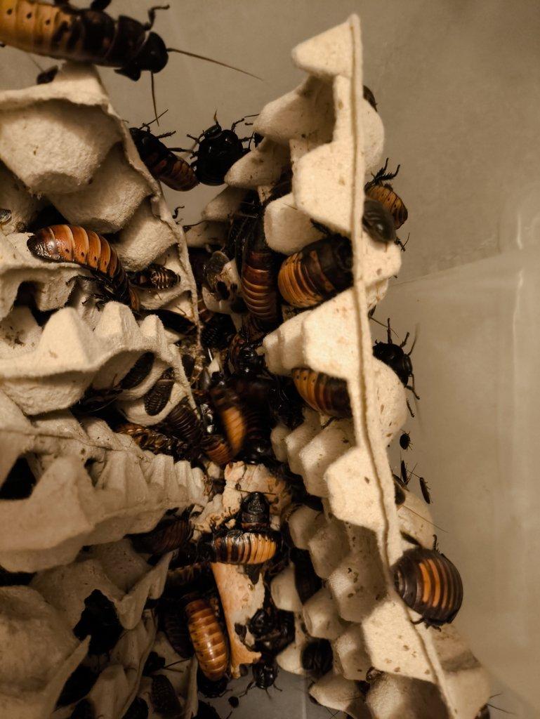 Šváb Argentínský (Blaptica dubia),Šváb madagaskarský