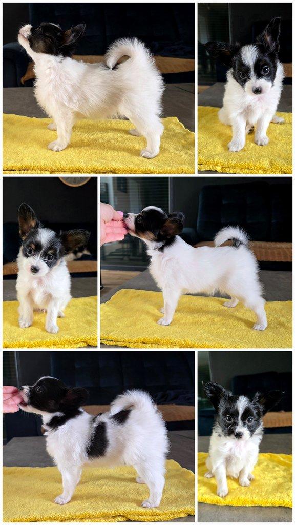 Papillon puppies