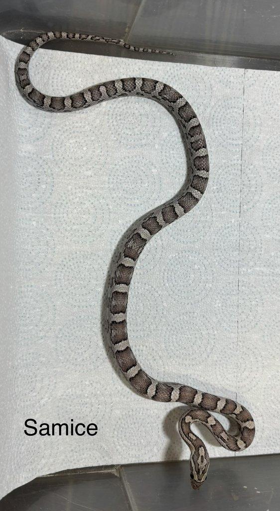 Užovka červená scaleless het scaleless