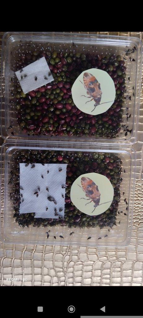 NELÉTAVÉ OCTOMILKY 2 DRUHY +ZRNOKAZ SKVRNITÝ