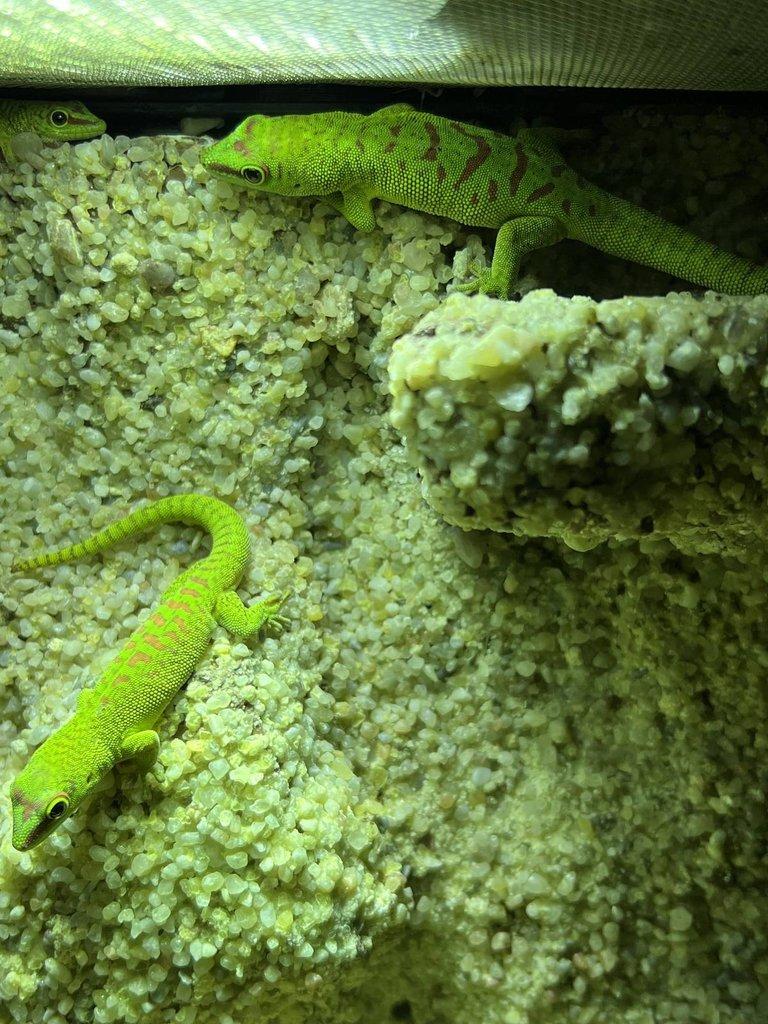 Felsuma Madagaskarská