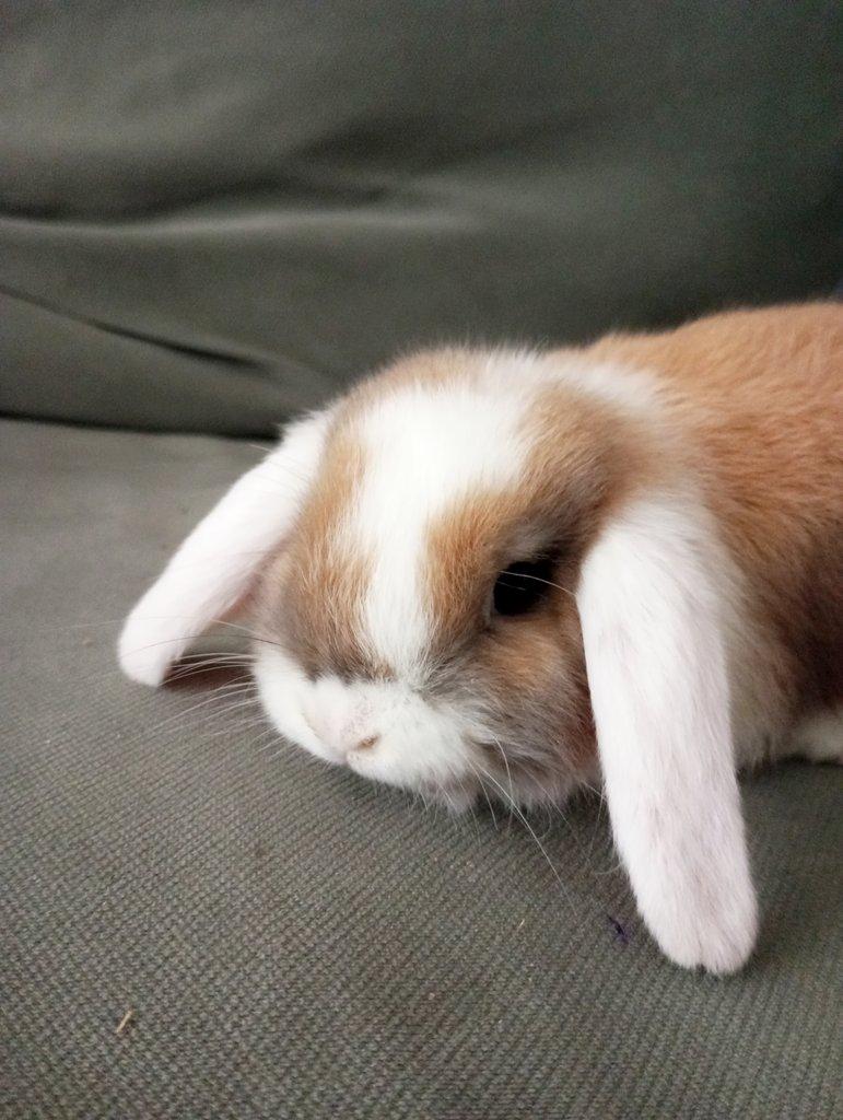 Zakrslý beránek králíček