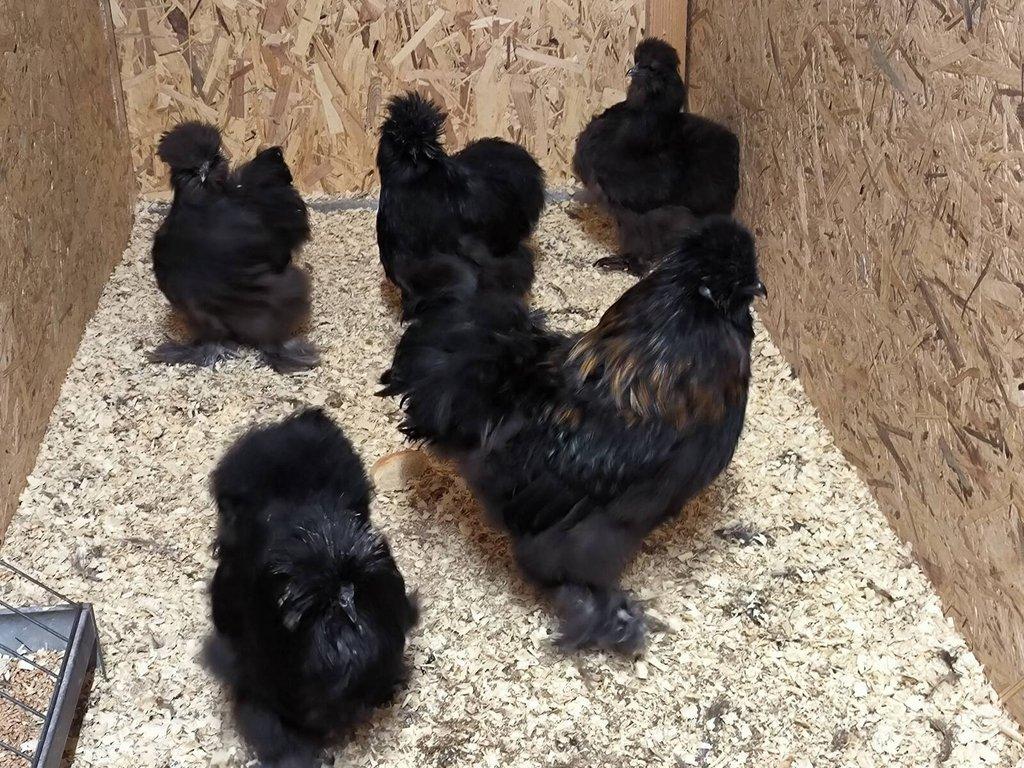 Hedvábničky velké černé a čokoládové