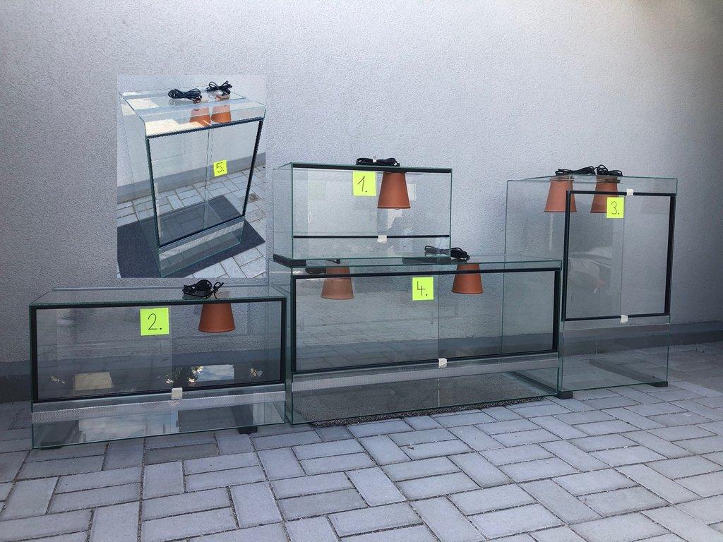 geochelone sulcata želva ostruhatá