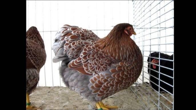 Slepičky Wyandotky zdrobnělé na vajíčka i na okrasu