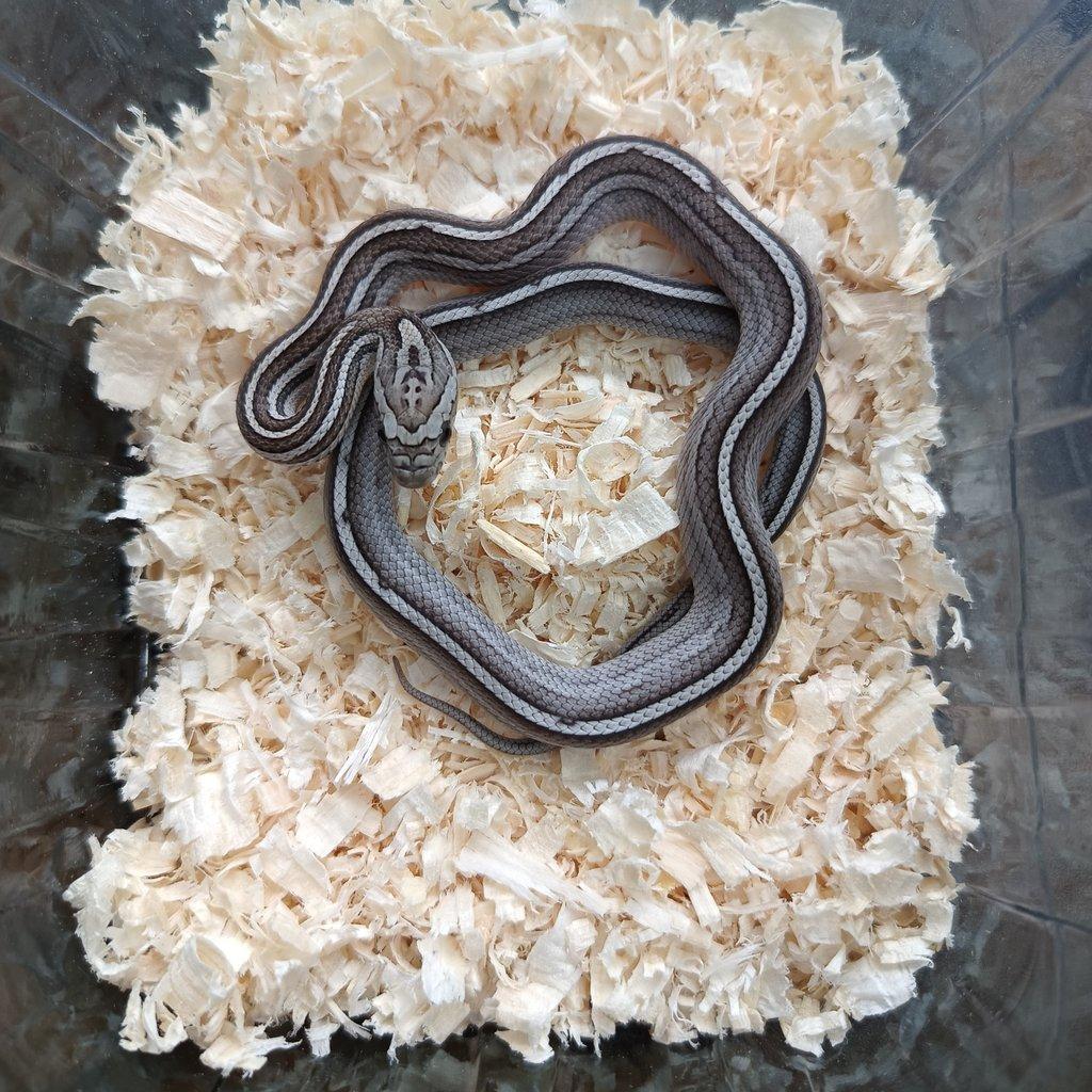 Užovka červená - Fauna trhy Ostrava 15.2.