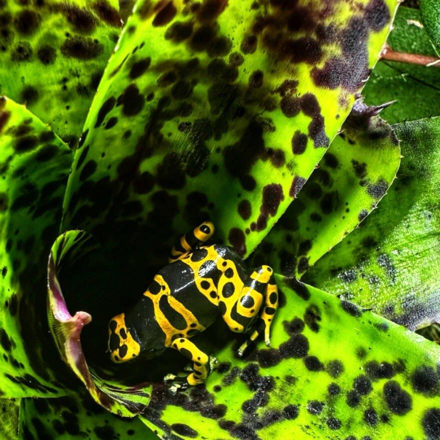 Dendrobates leucomelas