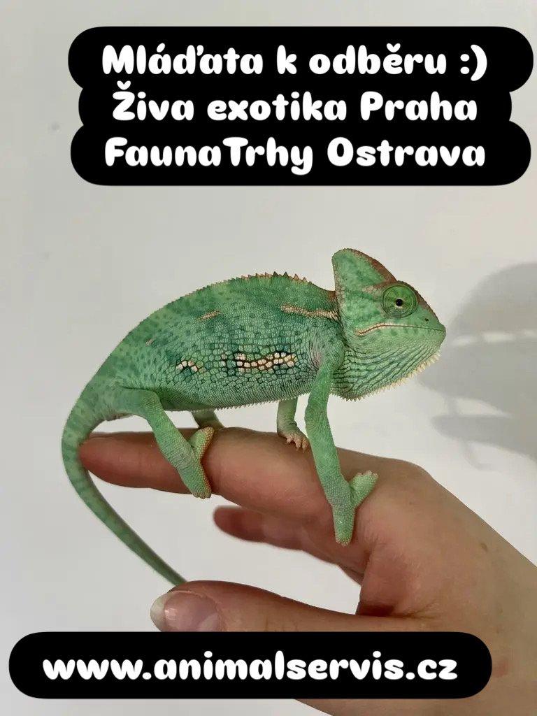 Chamaeleo calyptratus ( Chameleon jemenský)