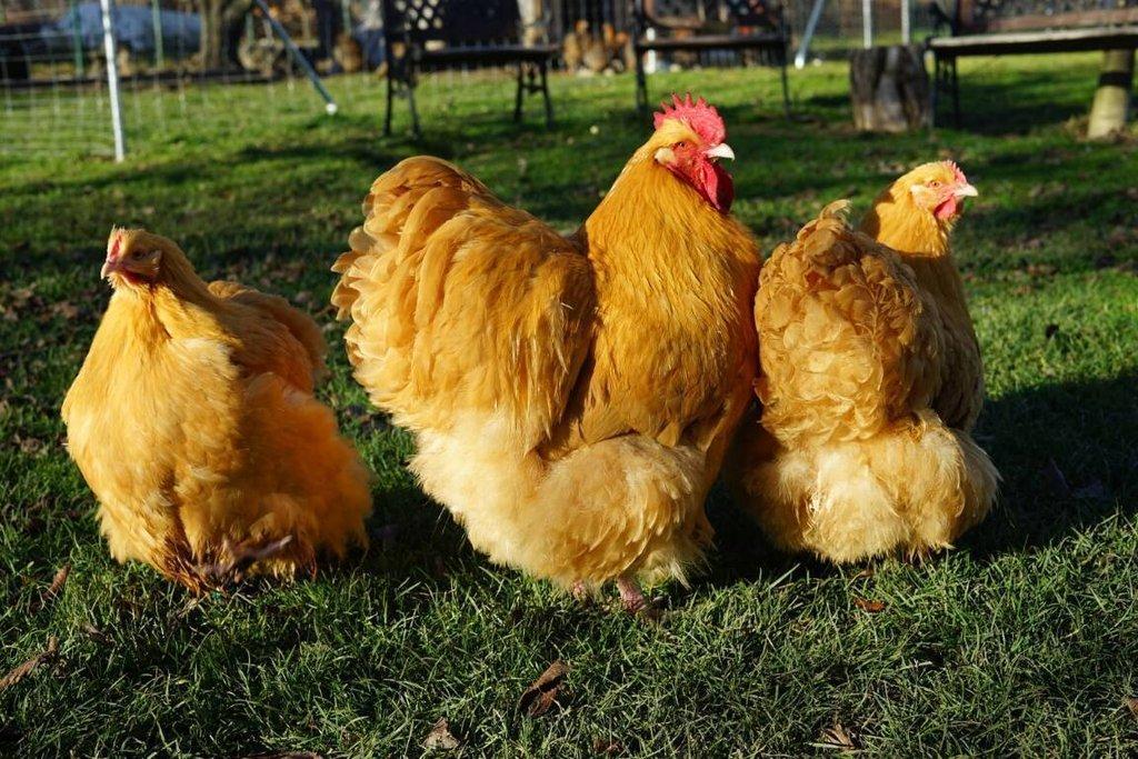 Orpingtonka 🥚🐣 (násadová vejce i kuřátka)