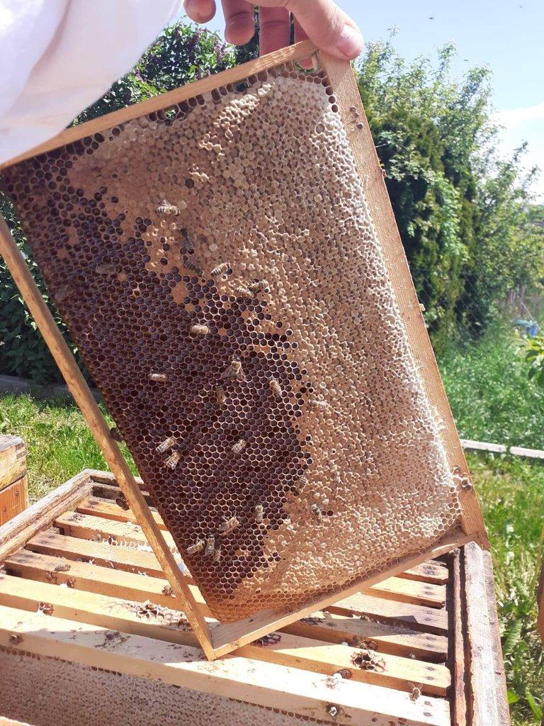 Vyzimované včelí oddělky