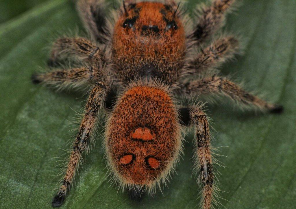 Phidippus regius Everglades - skákavka královská