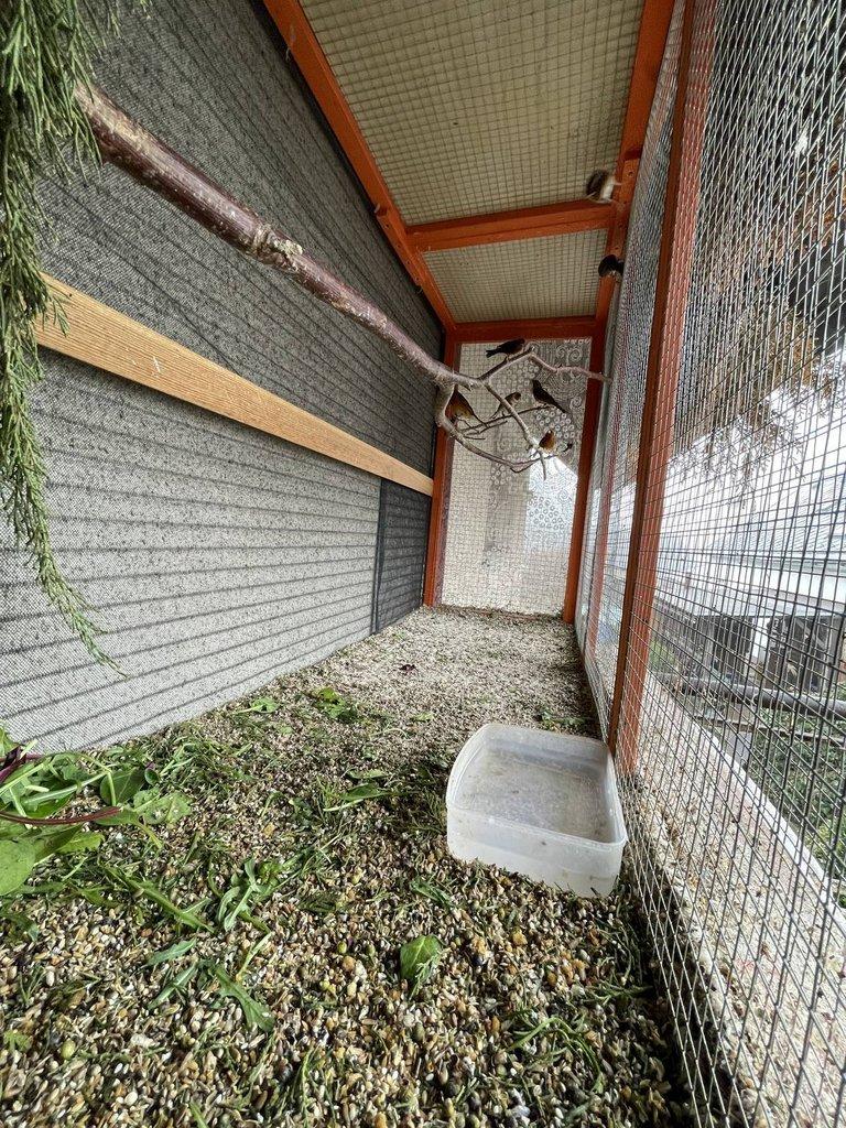 Kříženec konopka x kanářice