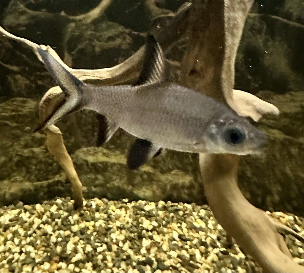 PARMIČKA ŽRALOČÍ