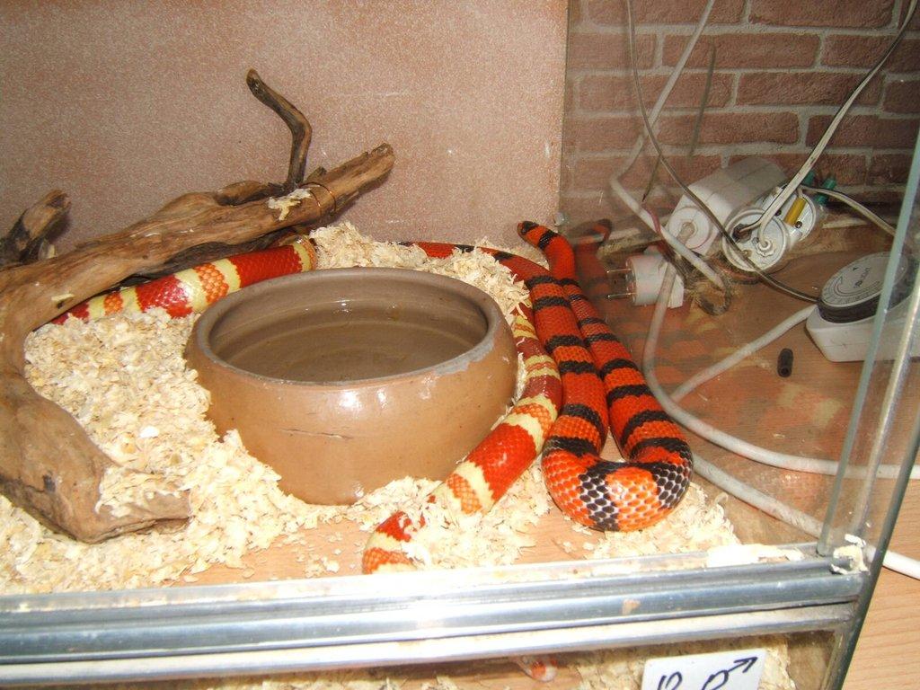 Korálovka honduraská /Lamprop,tr,hondurensis