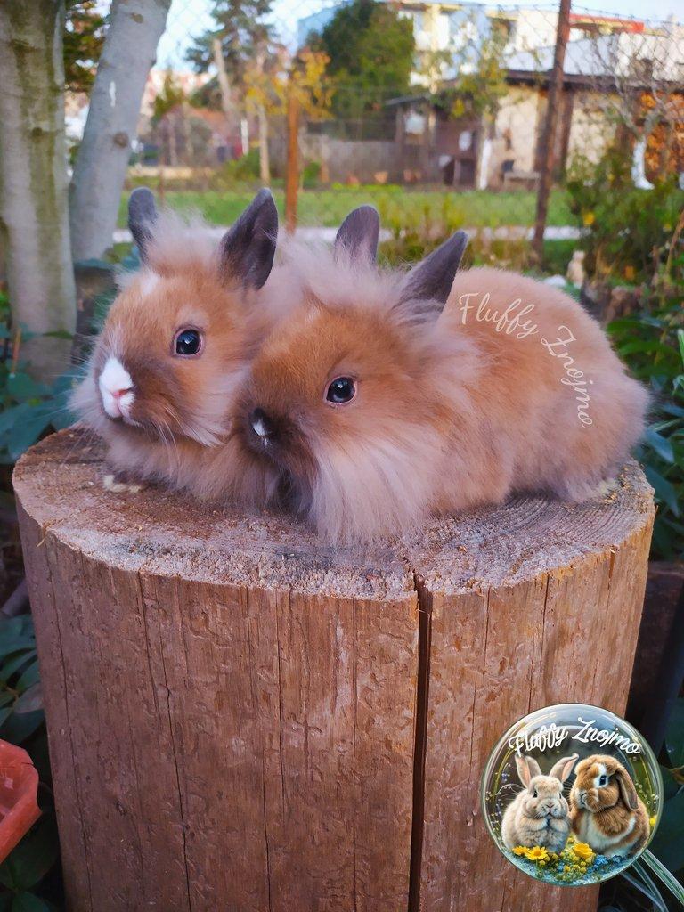 Zakrslí králíčci ze Znojma