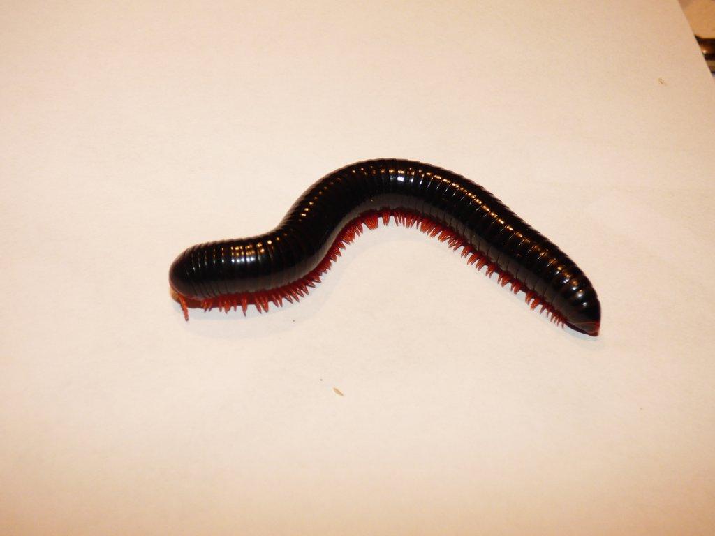 Mnohonožka červenonohá (Epibolus pulchripes)