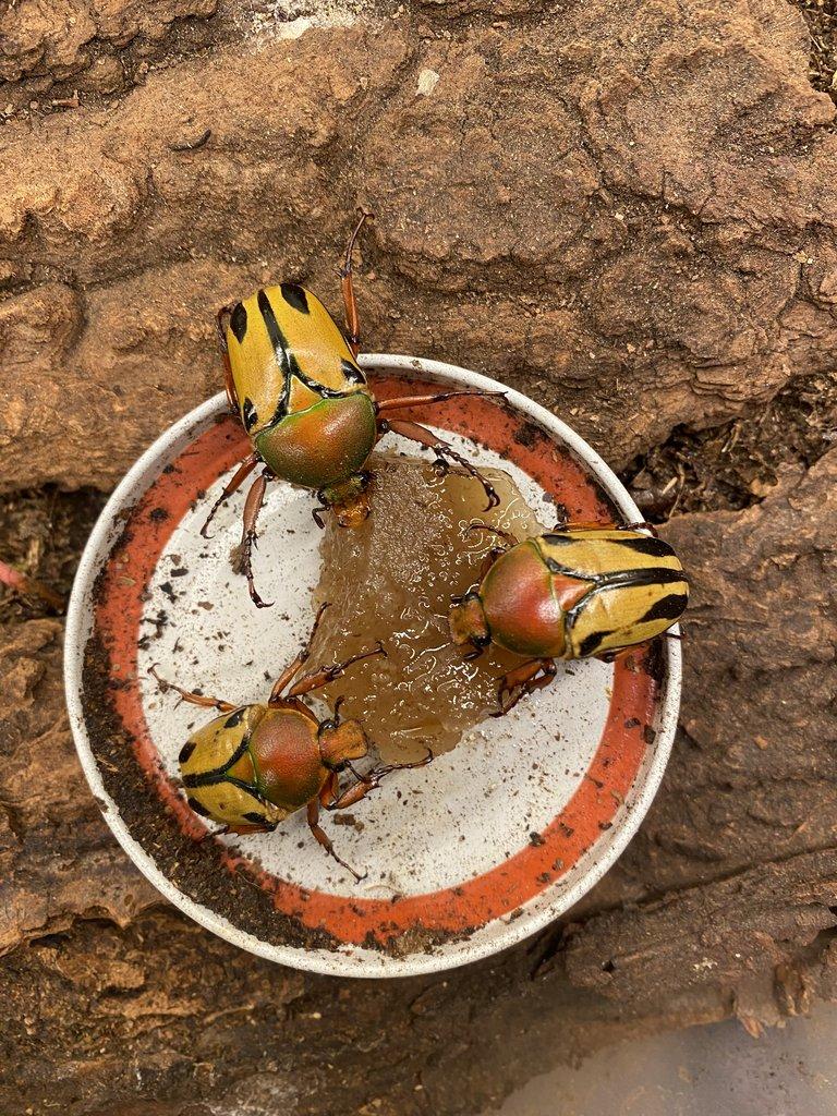 Živá Exotika 7.2. Brouci, Larvy