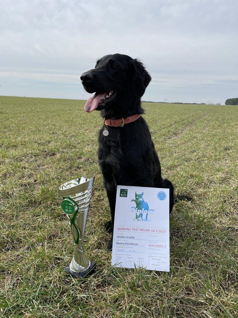 Štěňátka Flat Coated Retriever s PP