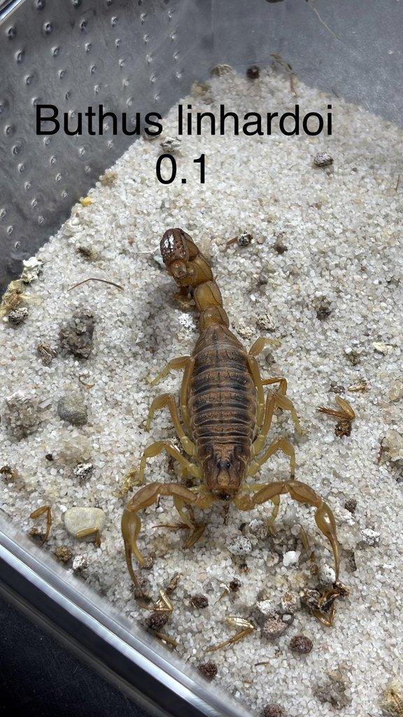 Štíři aktuální nabídka 21.4.