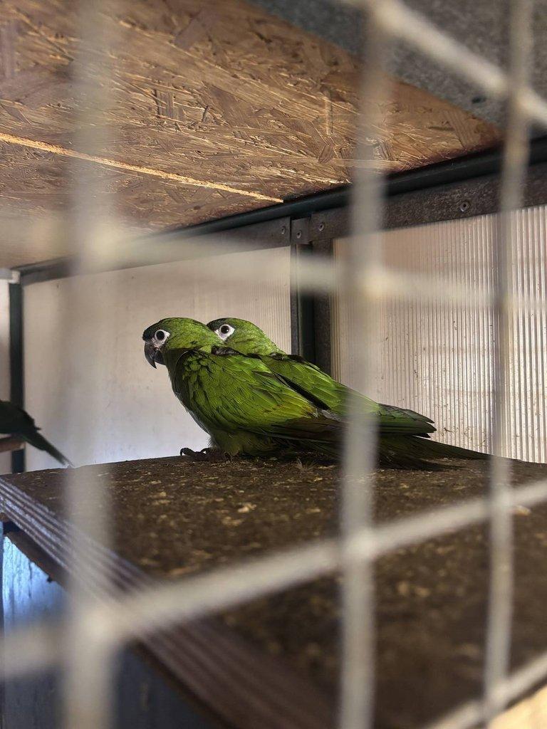 Prodám 0,1 ara červenoramenný (nobilis)