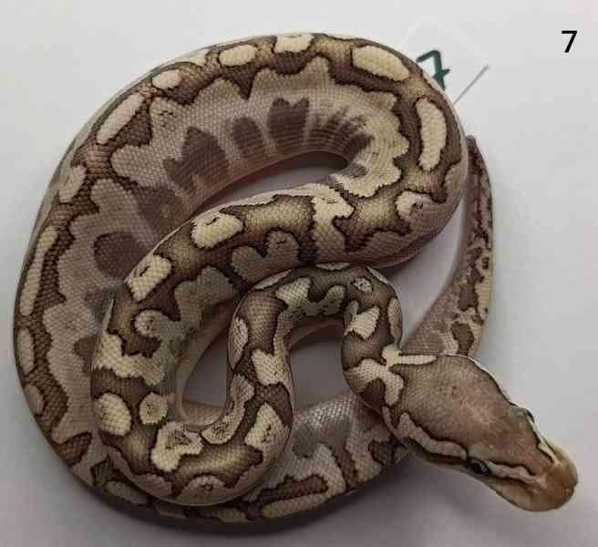 Koupím samičku krajty královské