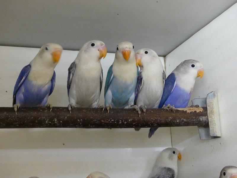 Prodám agap.fischeri