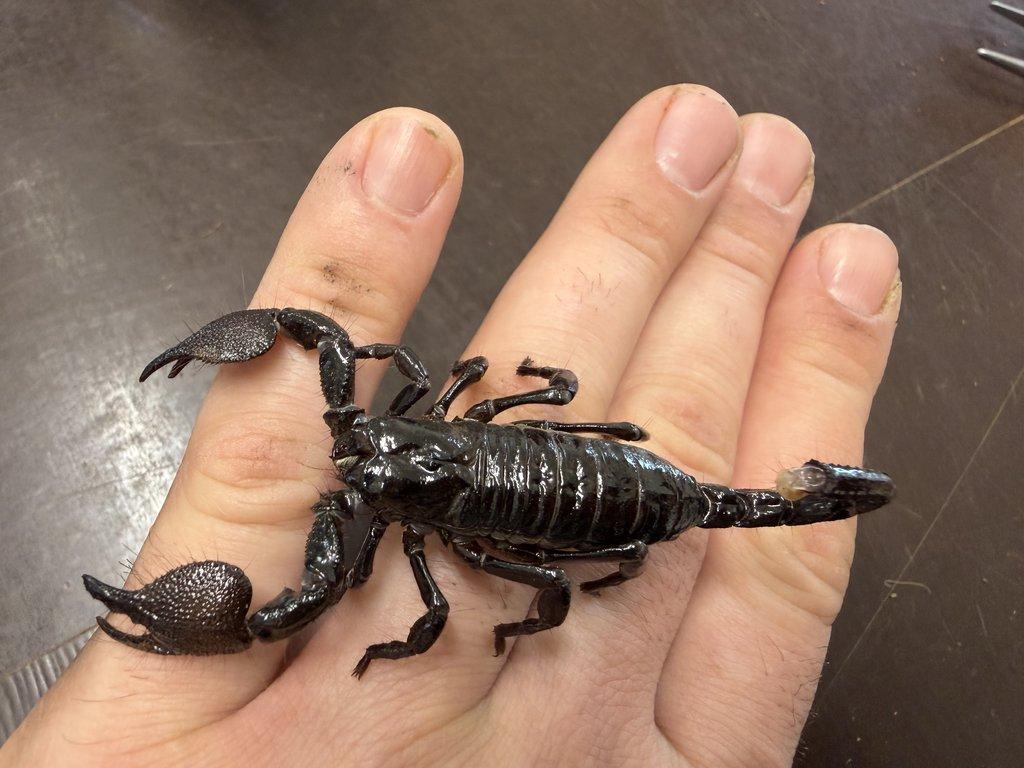 PANDINUS IMPERATOR - Veleštír císařský - ZIVA 20.12.