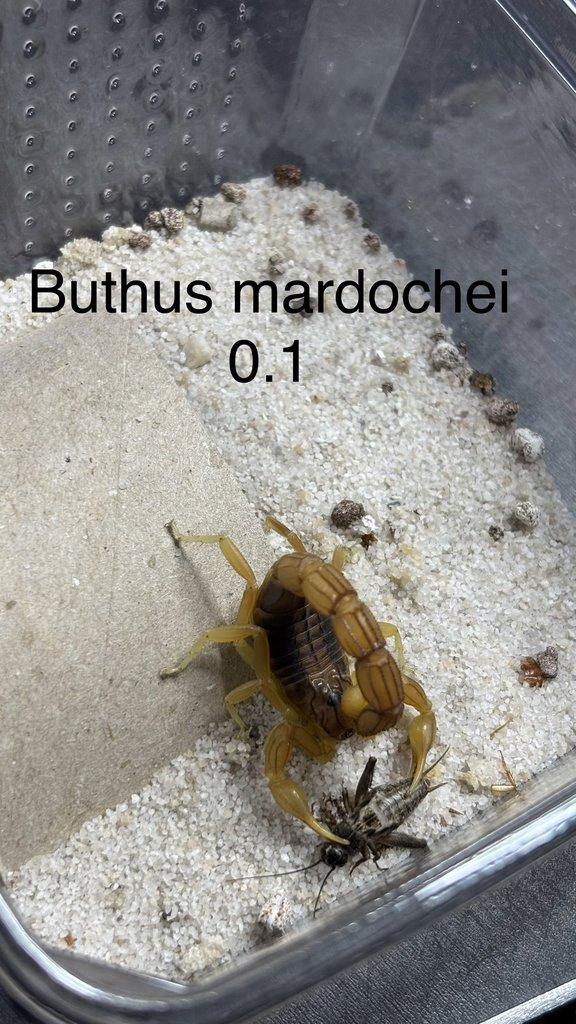 Štíři aktuální nabídka 21.4.