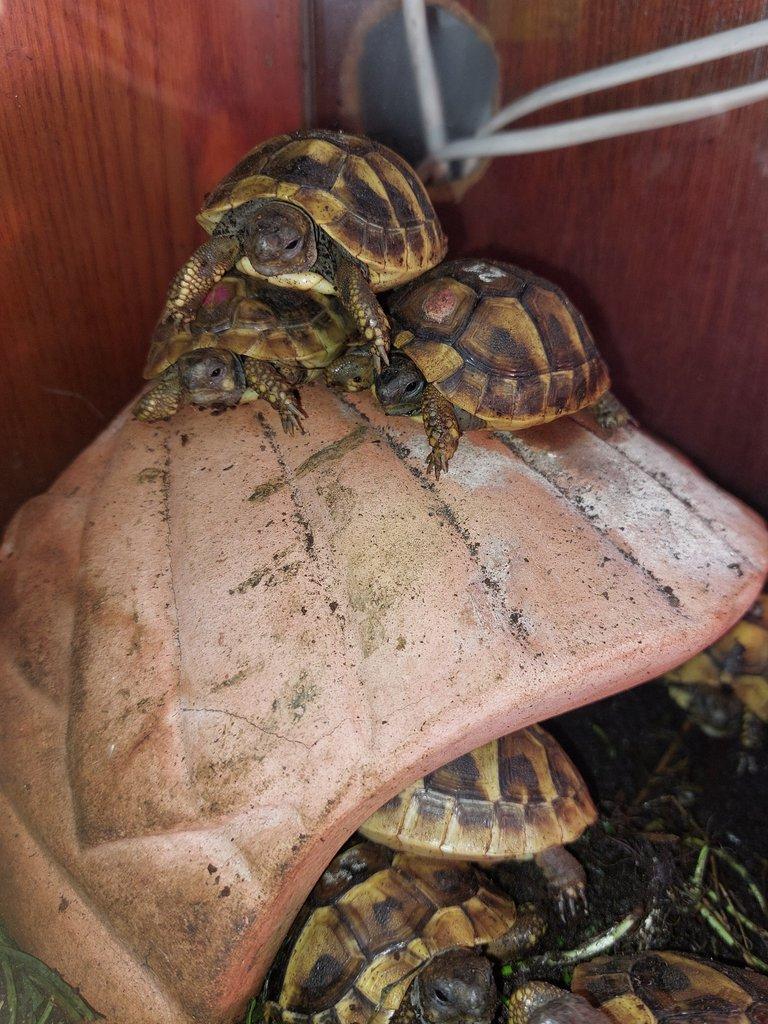 Suchozemská želva zelenavá mláďata