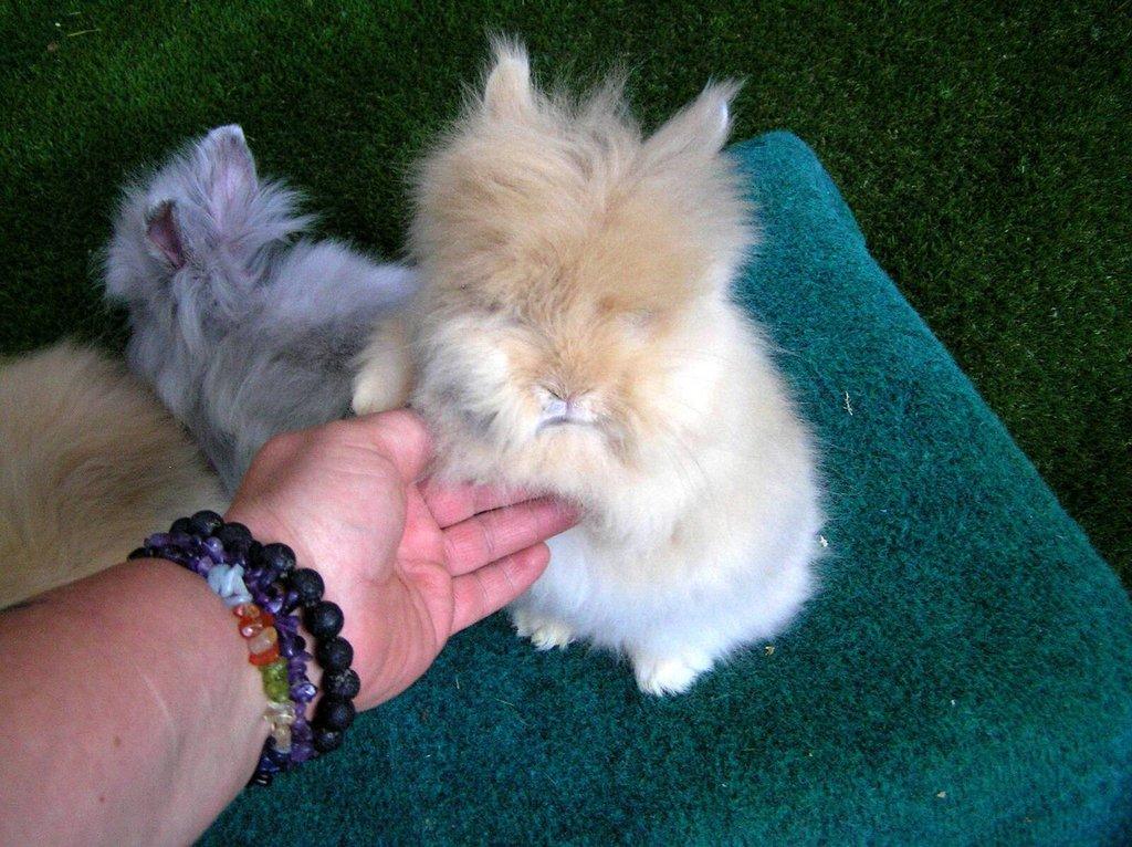 Teddy králíčci mláďata z kvalitního chovu