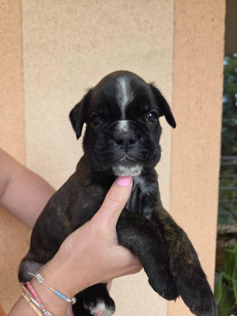 Štěňata německého boxera s PP