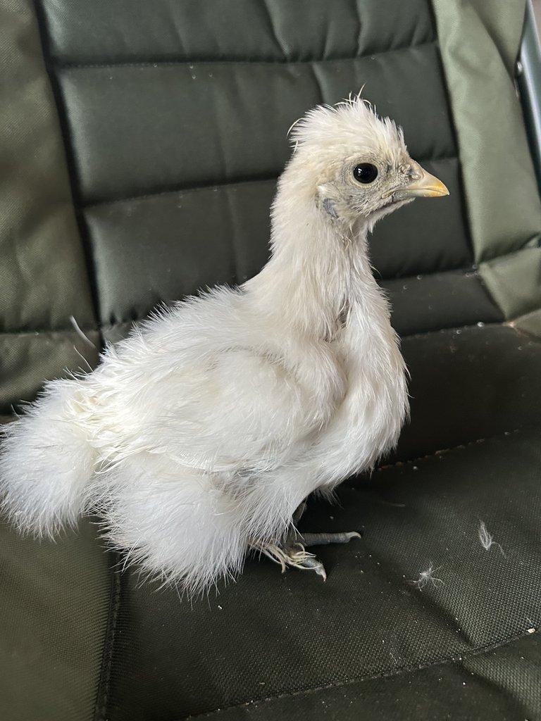 hedvábničky bílé