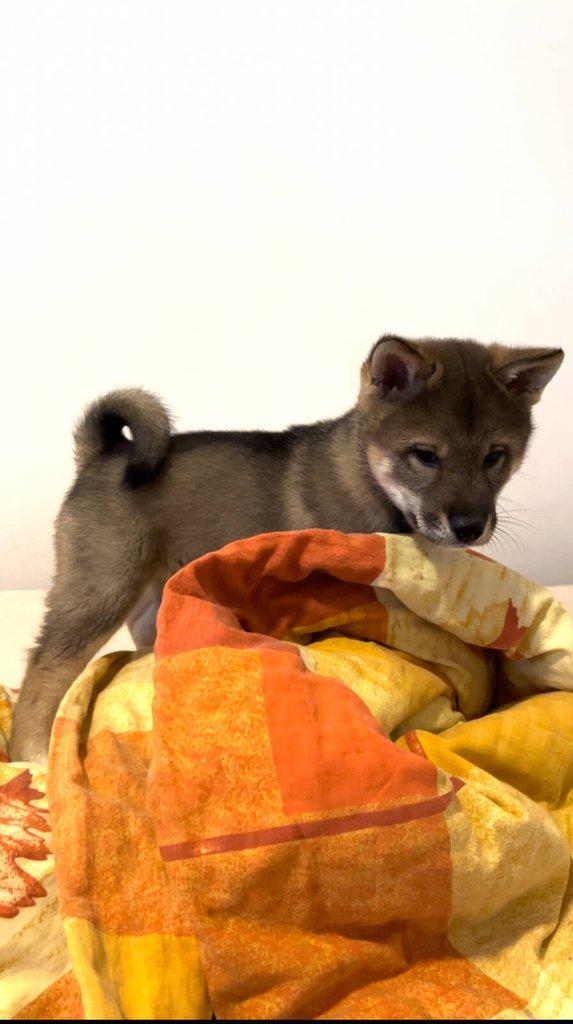 Shikoku štěňátko hledá milující domov