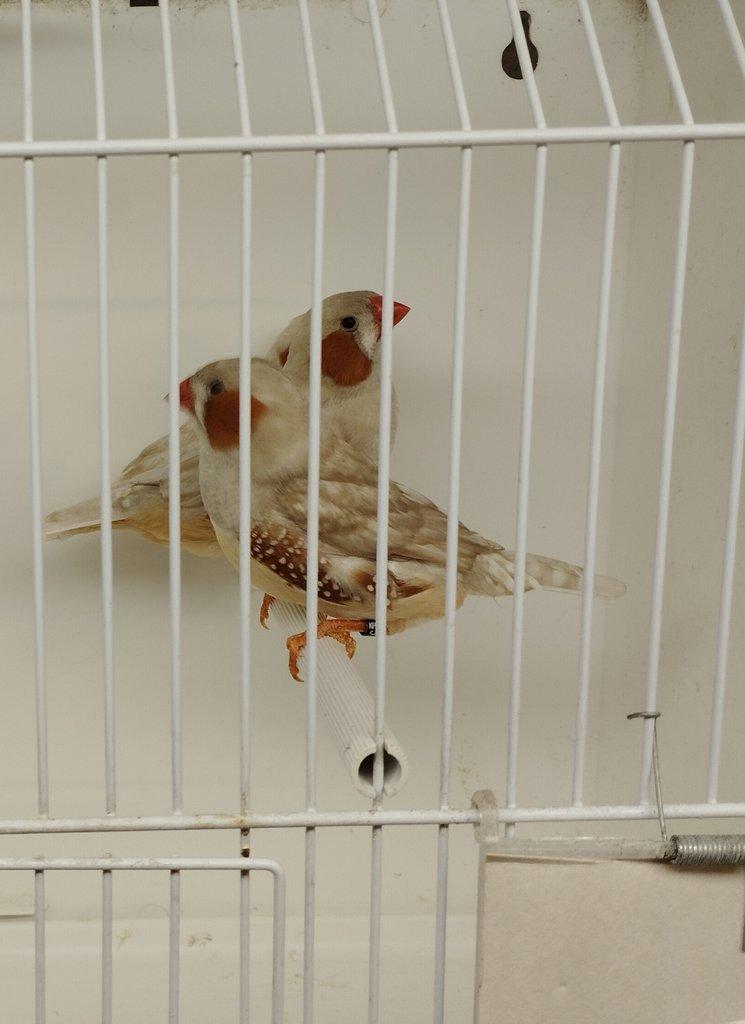 Zebřičky a stříbrozobky