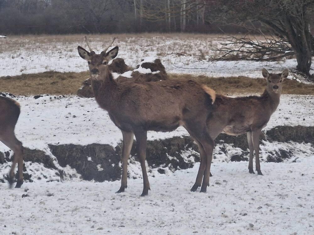 Hospodářská zvířata