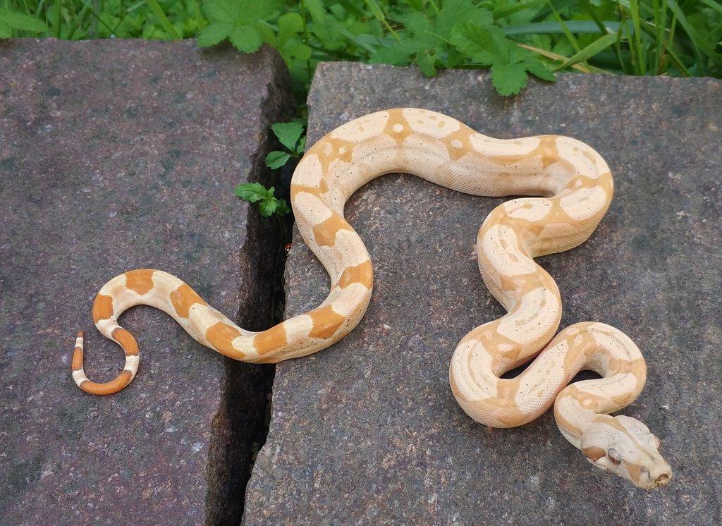 Boa imperator - Scoria Paradigm, IMG Arctic, IMG Paradigm