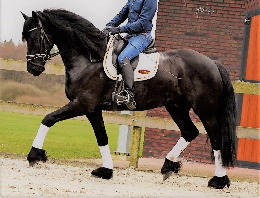 SUPER SLADKÝ, EXTRÉMNĚ něžný, TALENTOVANÝ fríský hřebec na prodej