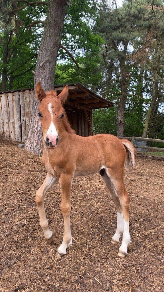Welsh pony of cob type, sekce C