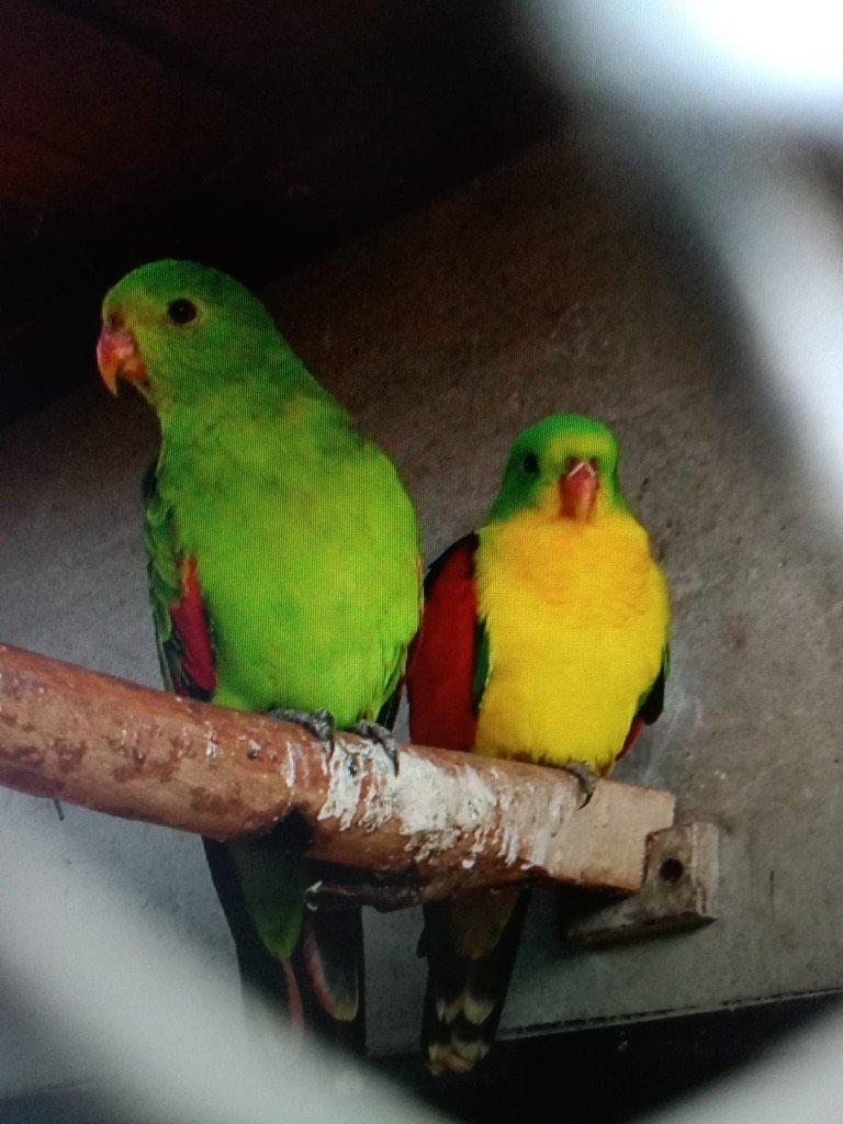 Papoušek červenokřídlý 1,0 žlutý a 1,0 štěpitelný na žlutou 2025