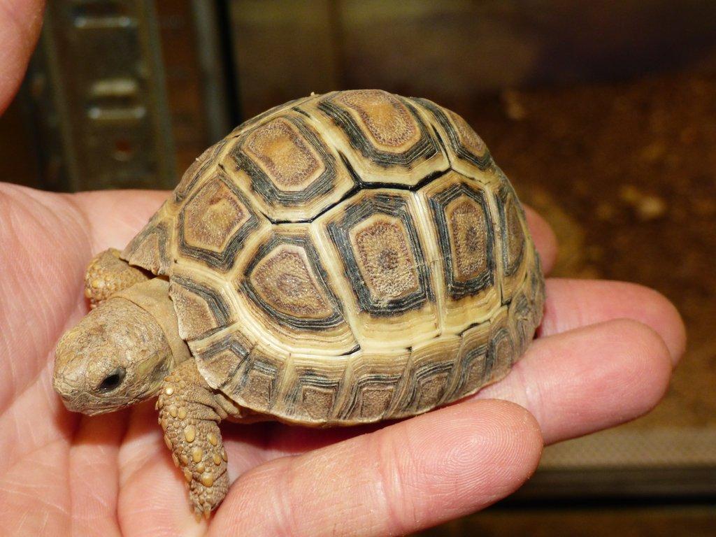 Želva pardálí (Stigmochelys pardalis)