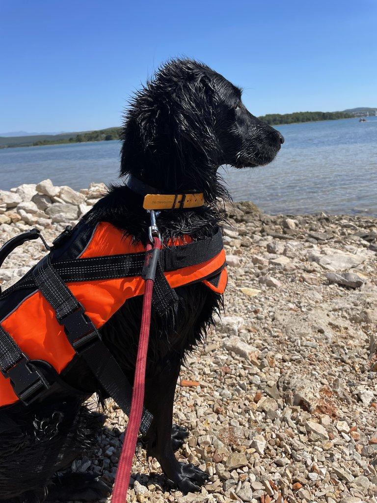 Štěňátka Flat Coated Retriever s PP