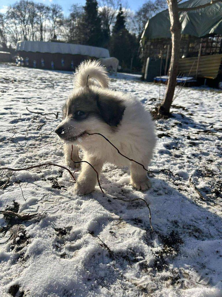 Pyrenejský horský pes