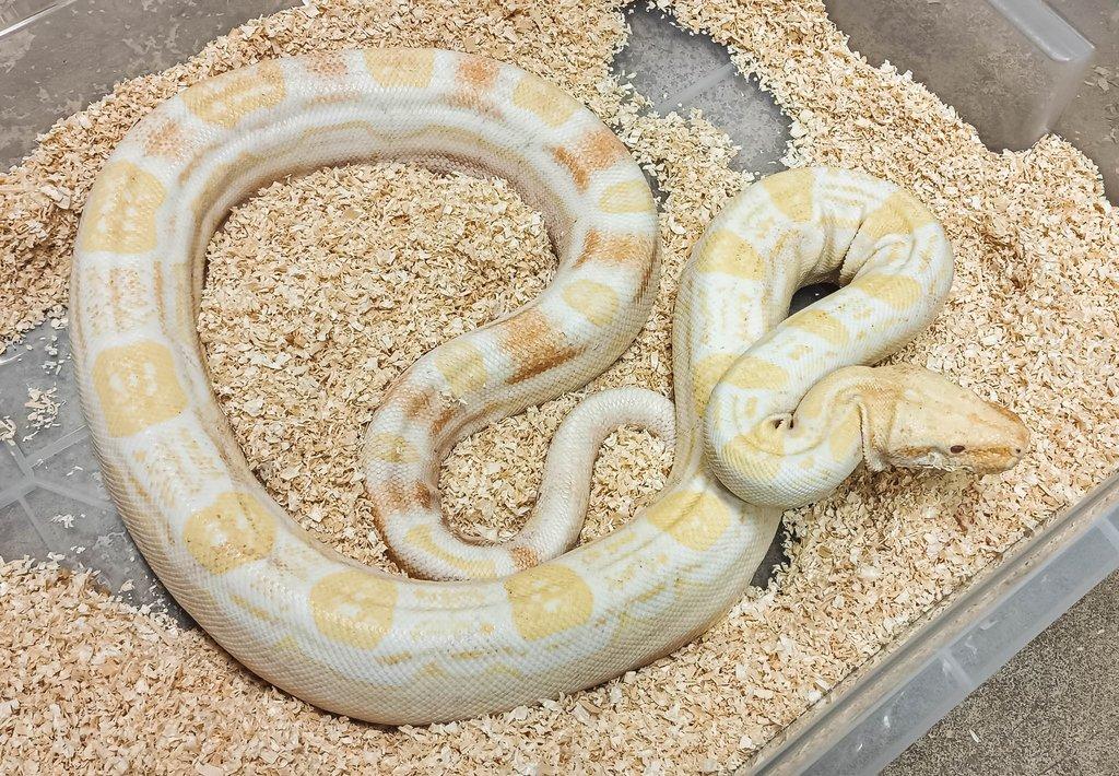 Adult Boa constrictor