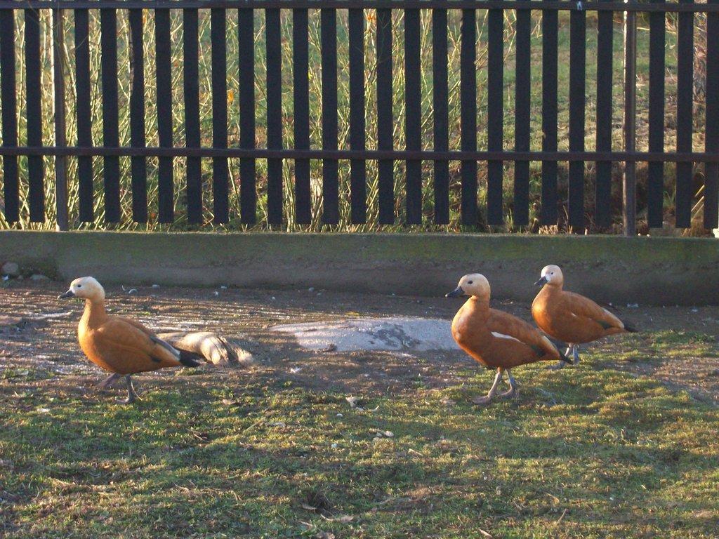 husy velké, indické, bernešky a husice