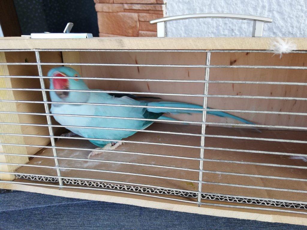 ALEXANDR MALÝ OPALIN