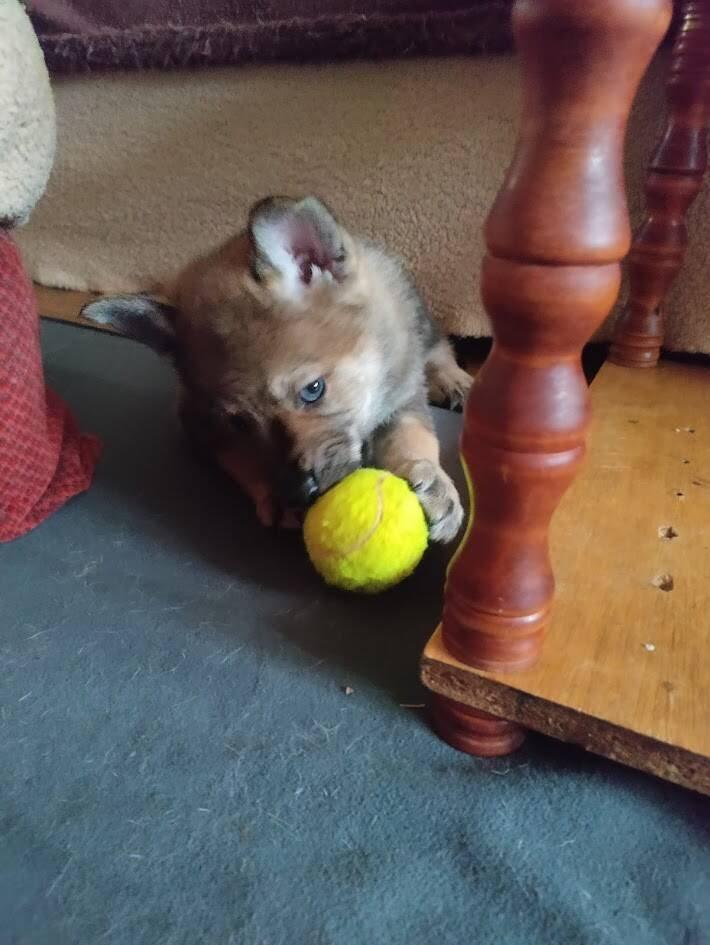 Československý vlčák - štěně s PP TOP prac.spojení