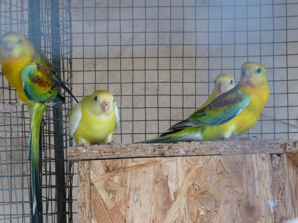 Prodám papoušek zpěvavý